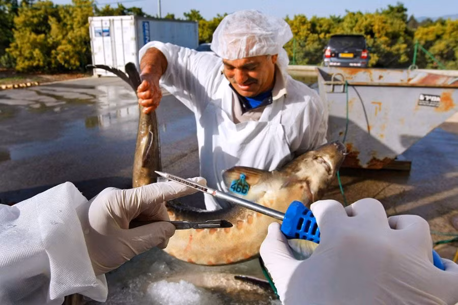 Tiếp theo, người làm phải rất cẩn thận trong quá trình rạch bụng cá.