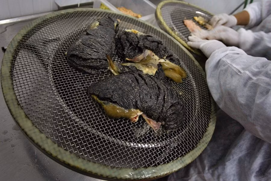 Ngoài ra, những gì còn sót lại của ruột cá sẽ được lọc bỏ bằng nhíp nhựa.