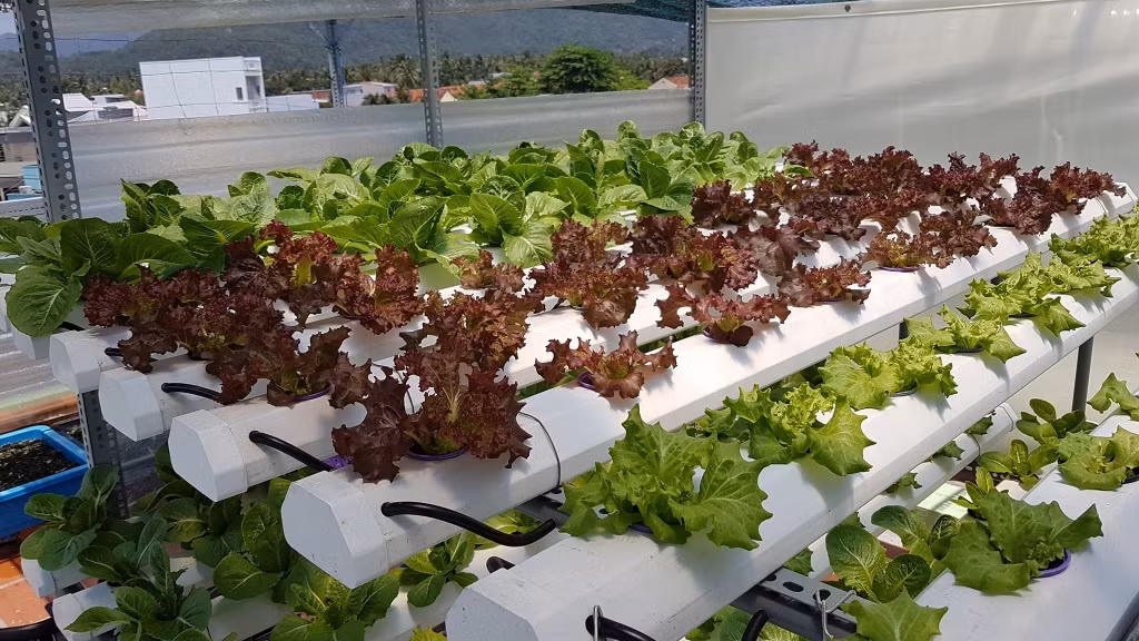 Vườn rau của anh được mọi người so sánh đẹp như công viên. Ảnh: Đời sống &amp; pháp lý.