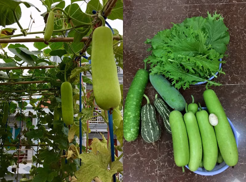 Được chăm sóc cẩn thận nên các loại bầu bí đều cho trái to, đẹp mắt. Ảnh: Khám phá.