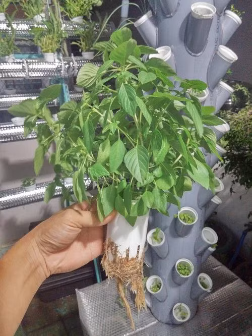 Đủ các loại rau xanh cho đến rau gia vị đều cho lá tốt tươi. Ảnh: Khám phá.