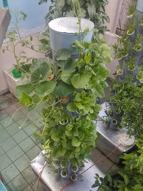 Bằng sự sáng tạo trong trồng trọt, ông bố trẻ Sài Thành Trương Bình Sơn (Gò Vấp) đã tạo ra một vườn rau khí canh trên sân thượng. Ảnh: Khám phá.