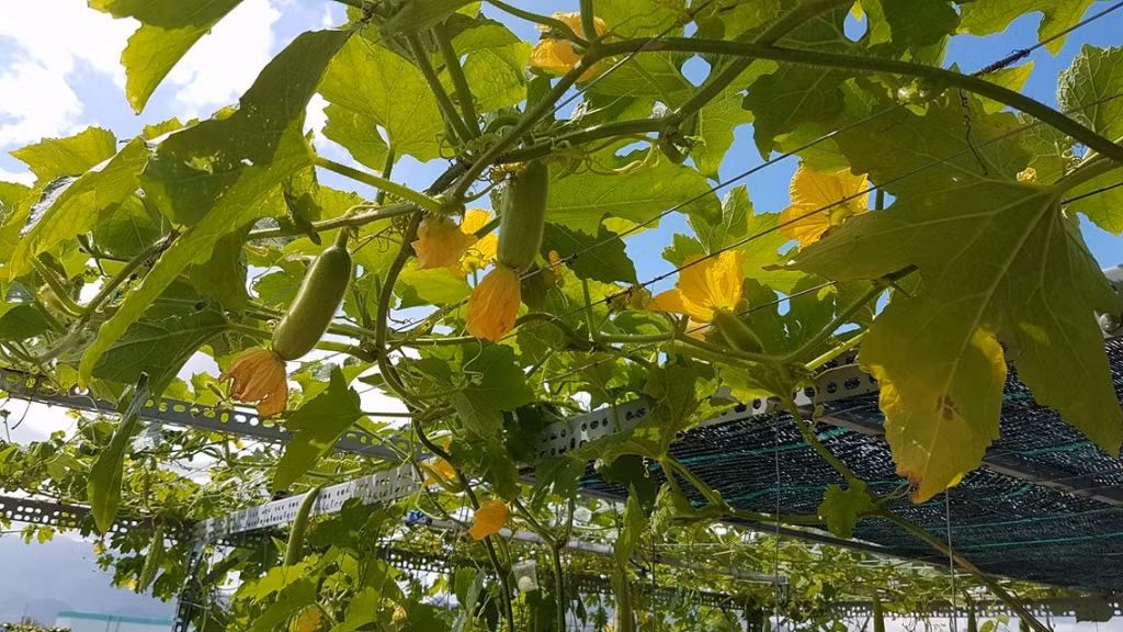 Bên cạnh đó, anh còn tận dụng thùng sơn để chế thêm Earthbox kết hợp tưới nhỏ giọt để trồng các loại cây leo như bầu, bí, mướp, khổ qua, đậu cove…Ảnh: Đời sống &amp; pháp lý.