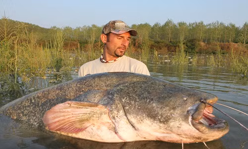 Muốn bắt cá khủng, phải biết phán đoán chính xác chỗ nước chảy nhẹ, có luồng cá và buông cần. Ảnh: Catfishtraining.