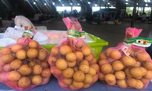 Nhan "khung" Tay Bac bat ngo xuat khau sang My