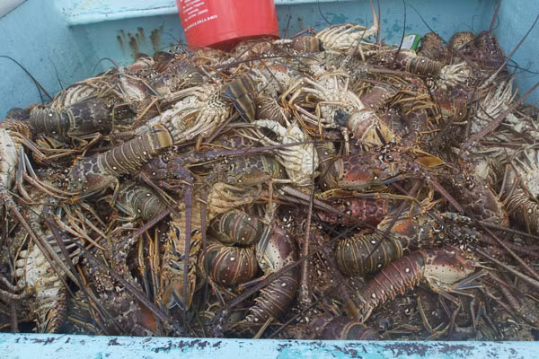 Sau khi đánh bắt, tôm hùm được bảo quản riêng cùng đá lạnh để tươi vài ngày. Ảnh: Amble Resorts.