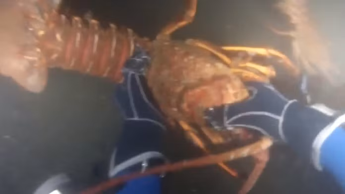 Thấy được tôm hùm dưới đáy biển nhưng cũng không dễ bắt được chúng. Bởi đôi càng lớn đầy sức mạnh là vũ khí tấn công đáng sợ của tôm hùm. Ảnh: Youtube.