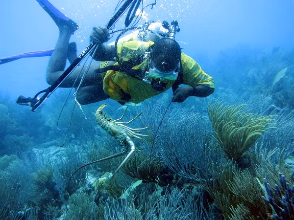 Đôi khi thợ lặn phải mất rất nhiều thời gian mới bắt được chúng. Ảnh: National Geographic.