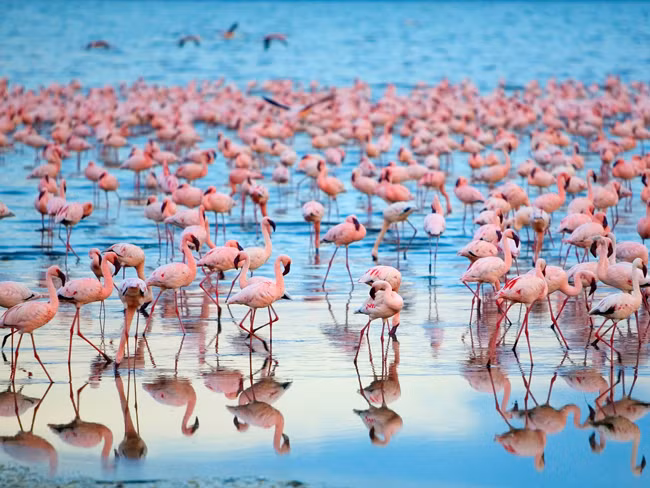 2. Hồ Naivasha: Hồ Naivasha là một hồ nước ngọt ở Kenya, nằm ngoài thị trấn Naivasha thuộc quận Nakuru. Tên gọi của hồ bắt nguồn từ tiếng địa phương, có nghĩa là "con nước lớn" bởi nơi đây thường xuyên có những cơn bão đội ngột ghé qua. Hồ là nơi sinh sống của nhiều loại động vật hoang dã bao gồm hơn 400 loài chim khác nhau và một lượng lớn hà mã.