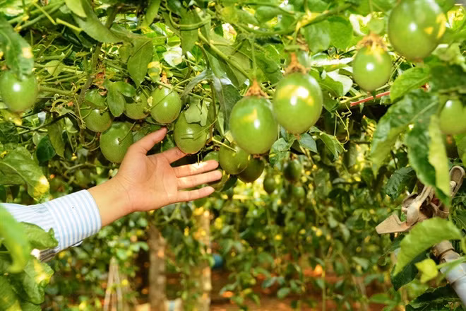 Hoàng Anh Gia Lai dự tính thu hoạch 56.250 tấn chanh dây, mang lại doanh thu 1.050 tỷ đồng chỉ sau một năm triển khai. Quả chanh dây tươi xuất khẩu và ruột chanh dây dùng làm nguyên liệu để cung cấp cho các doanh nghiệp sản xuất nước giải khát. Ảnh minh hạo: Hatgiongso1.