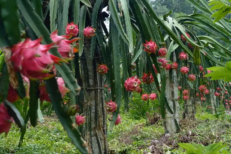 Ngoài ra, công ty Hoàng Anh Gia Lai còn tận dụng đất trồng thanh long, chuối... Trong năm 2017, công ty dự kiến thu hoạch 17.000 tấn thanh long, mang lại doanh thu 680 tỉ đồng và thu hoạch 50.000 tấn chuối, mang lại doanh thu 843 tỉ đồng. Ảnh: Vietq.