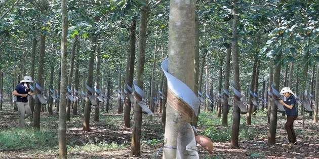 Cây cao su được ông chủ Hoàng Anh Gia Lai dồn nhiều công sức. Tuy nhiên, doanh thu và lợi nhuận từ mảng cao su đang giảm mạnh. Năm 2016, doanh thu mủ cao su đạt 114 tỷ đồng, chiếm 2,39% trong cơ cấu tổng doanh thu và giảm 42% so với năm 2015. Ảnh: Blogspot.