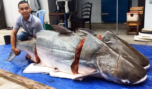Đây là hai con cá tra dầu có trọng lượng lần lượt 200kg và 160kg. Cá tra lớn dài 2,3 mét và cá tra nhỏ dài 1,9 mét. Ảnh: Dân Việt.