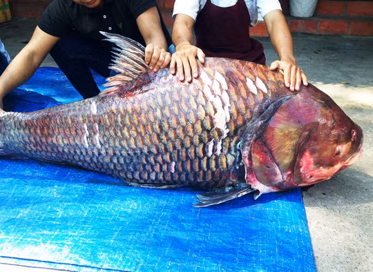 Mặc dù có giá từ 3 - 4 triệu đồng nhưng không ít đại gia TP HCM sẵn sàng chi tiền để thưởng thức món ăn từ loài cá quý hiếm này. Ảnh: Người lao động.