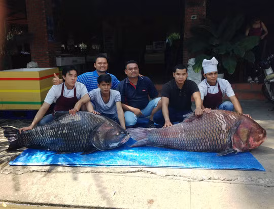 Tháng 11/2015, một cặp cá hô khủng nặng gần 240kg do ngư dân tỉnh Kiên Giang bắt ở vùng biên giới Việt Nam – Campuchia được mang lên TP HCM tiêu thụ. Ảnh: Người lao động.