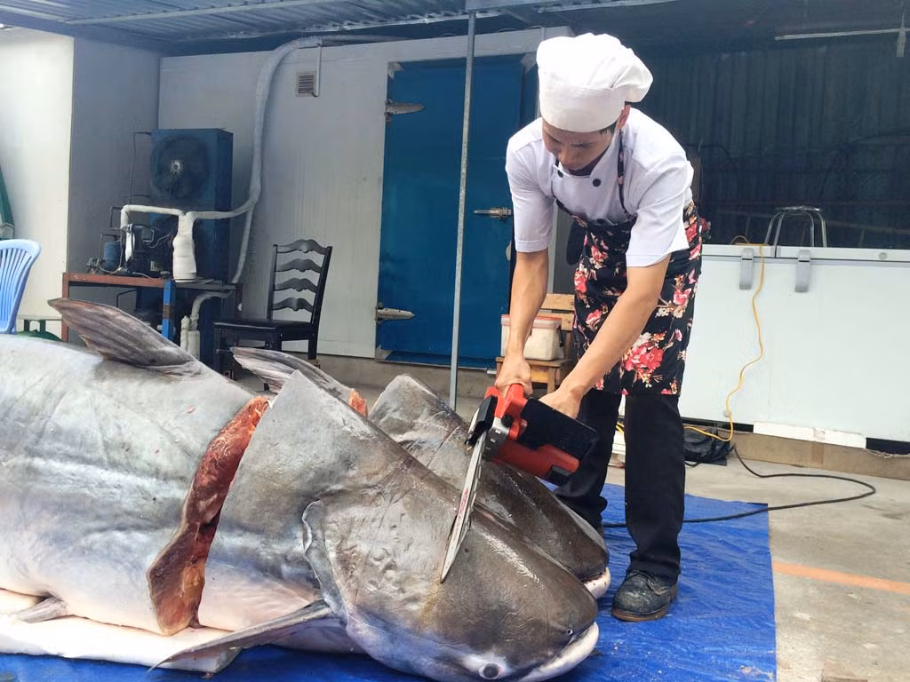 Tháng 8/2016, một nhà hàng ở Sài Gòn đã nhập về cặp cá tra khủng nặng 360kg từ thị xã Paksé, tỉnh Champasack, Lào. Ảnh: Một thế giới.