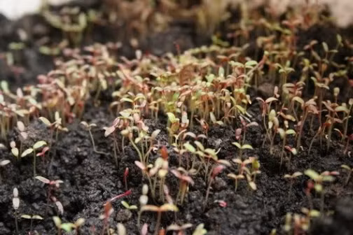 Khi chuẩn bị xong đất tơi xốp, có độ ẩm vừa đủ thì tiến hành gieo hạt. Có thể gieo trực tiếp hoặc ngâm hạt vài tiếng, để ráo nước rồi gieo. Ảnh: Khoe &amp; đẹp.