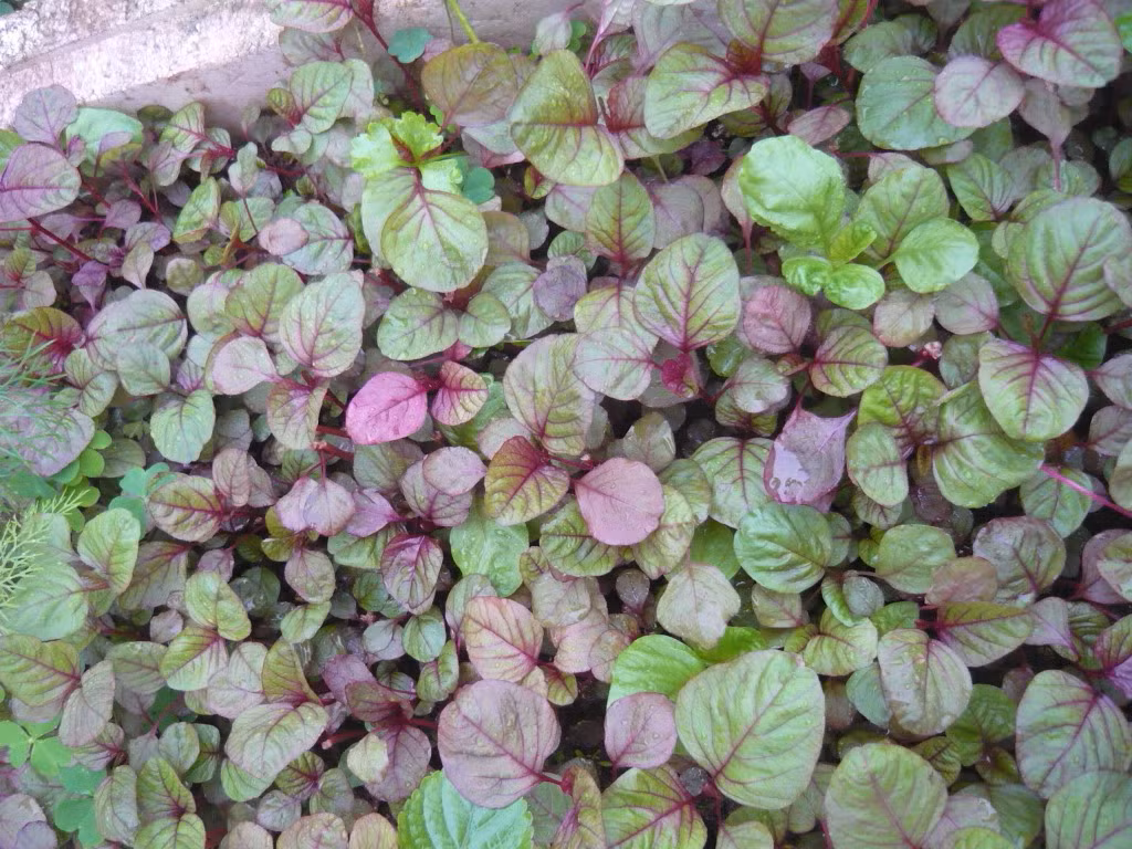 Khi cây được 2-3 lá thì nhanh chóng tỉa bớt sao cho khoảng cách giữa các cây là 3-4cm. Tưới hoặc bón phân định kỳ 7-10 ngày/lần. Ảnh: Aloari.