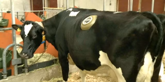 Kỹ thuật này đã xuất hiện từ những năm 1920. Sau khi phẫu thuật chèn đường ống vào bên trong, con bò được nghỉ ngơi để phục hồi sức khỏe.