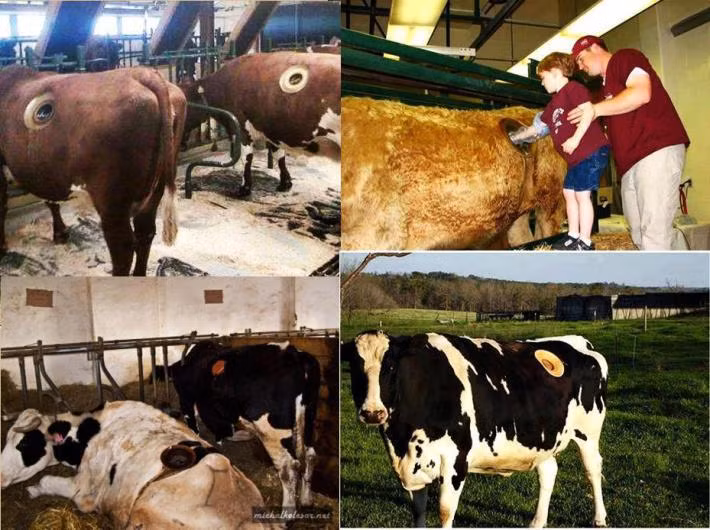 Các giống cây trồng khỏe mạnh được tìm thấy theo cách làm này. Nhờ đó, sản phẩm thu được bò được cải thiện.