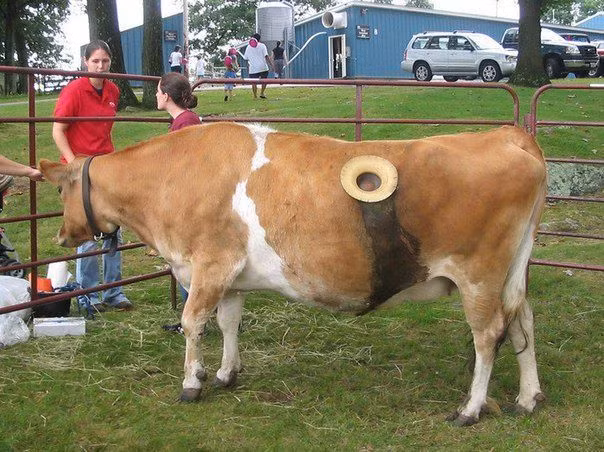 Sau khi nghiên cứu, kỹ thuật này giúp bò sống lâu hơn.