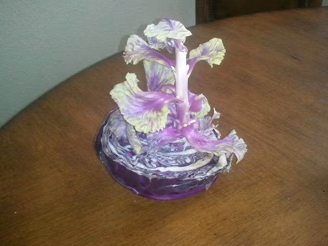 Đây là những gì bạn sẽ "thu hoạch" được khi cất một nửa cái bắp cải vào tủ lạnh trong một thời gian khá lâu.