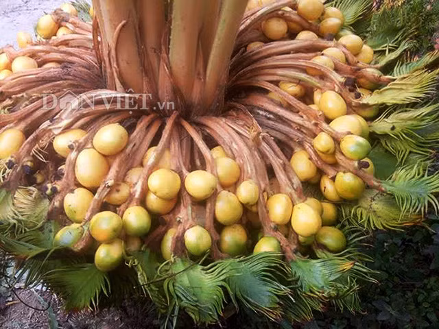 Tra hang chuc trieu cho cay van tue hiem dom hoa ket trai