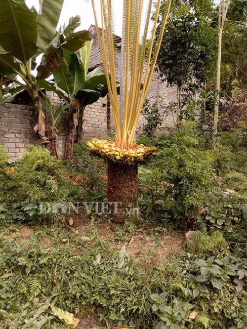 Tra hang chuc trieu cho cay van tue hiem dom hoa ket trai-Hinh-2