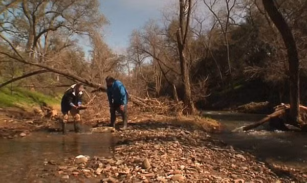 Bat ngo lo mo vang tram tuoi chi sau mot con mua