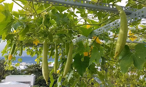 Khi ăn không hết, anh thường đem biếu người thân, hàng xóm hoặc cất trong ngăn mát tủ lạnh.