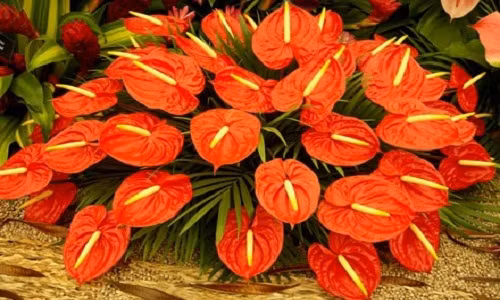 Hoa Tet nao co doc?-Hinh-3