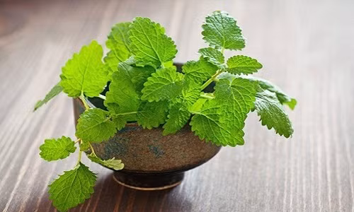 Trang tri nha voi 11 loai cay duoi muoi cuc hieu qua