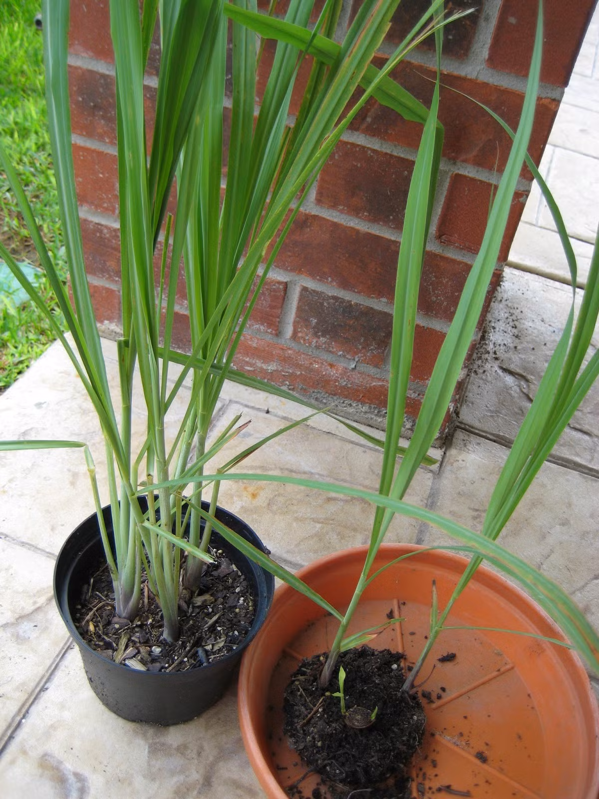 Nhiều nghiên cứu cho thấy bên cạnh tác dụng trị muỗi, cây cả còn là thảo mộc chống muỗi hiệu quả. Hơn nữa, sả rất dễ trồng, có khả năng chịu nắng và hạn tốt. Chỉ cần trồng vài chậu sả rải rác các phòng là ngôi nhà có mùi thơm dễ chịu, muỗi cũng ít dần. Ảnh: Blogspot.