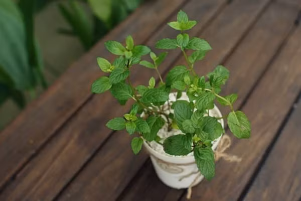 Mùi thơm mát của cây bạc hà đem đến cảm giác thư thái cho con người những lại trở thành ác mộng của loài muỗi. Bạc hà trồng trong chậu vừa giúp xua đuổi muỗi, vừa làm cảnh vừa là gia vị cho bữa ăn hàng ngày. Ảnh: Internet.