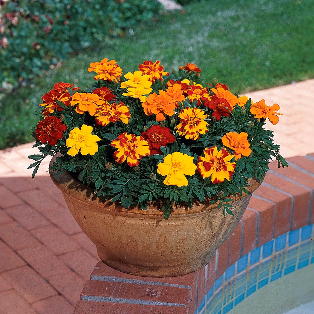 Màu vàng rực rỡ của cúc vạn thọ không chỉ giúp ngôi nhà thêm tươi sáng mà còn khiến lũ muỗi tránh xa. Ảnh: Hatgiongthanhnga.