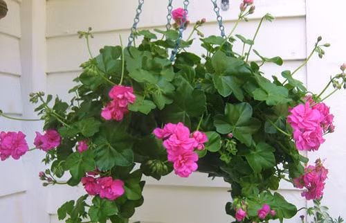 Phong lữ vừa tô điểm cho ban công nhờ vẻ đẹp của những cánh hoa nhỏ, vừa giúp đẩy muỗi tránh xa ngôi nhà. Ảnh: Caycanhthanglong.