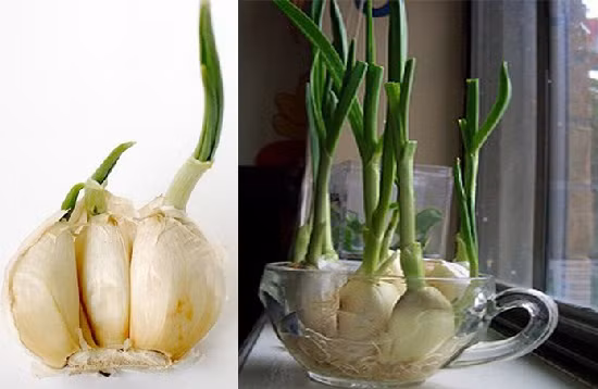 Không chỉ là thứ gia vị quan trọng trong các món ăn, tỏi còn có tác dụng đuổi muỗi hiệu quả. Đừng quên trồng vài chậu tỏi trong nhà để bảo vệ lũ trẻ tốt hơn. Ảnh: Agarwood.