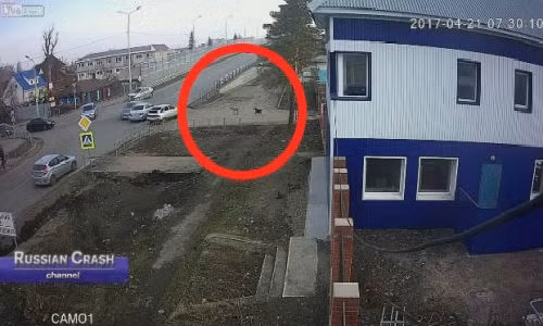 "Cuoi khong kip nhat mom" voi hai ong cho hong chuyen nhat the gioi