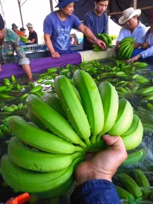 Tính đến tháng 6/2017, Hoàng Anh Gia Lai đã trồng hơn 2.800 ha chuối tại nhiều nông trường thuộc cả ba nước Việt Nam, Lào và Campuchia. Ảnh: Zing.