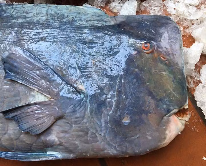 Dua nhau gop tien mo xe ca mo gu khong lo ky di-Hinh-2