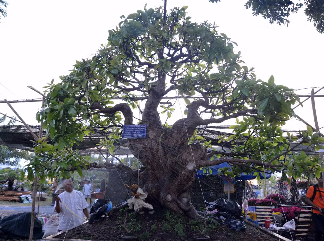 Cây bonsai lộc vừng cổ thụ 160 tuổi, giá 5 tỷ đồng là sở hữu của anh Mai Xuân Phương (TP Thủ Dầu Một - Bình Dương). Ảnh: Vietnamnet.