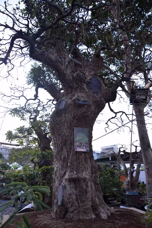 Đây là cây lộc vừng có tên Phước - Lộc- Thọ với tuổi đời gần 300 năm của nghệ nhân Trần Hùng Liệt (Bình Chánh, TP HCM). Ảnh: Vietnamnet.