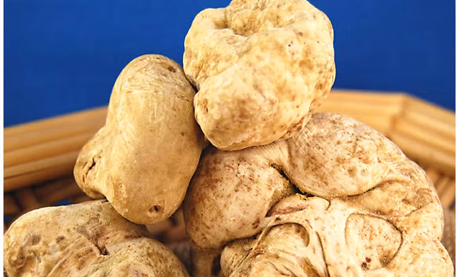 Nấm truffle trắng có vị ngọt và mùi thơm kỳ lạ. Ảnh: Dartagnan.
