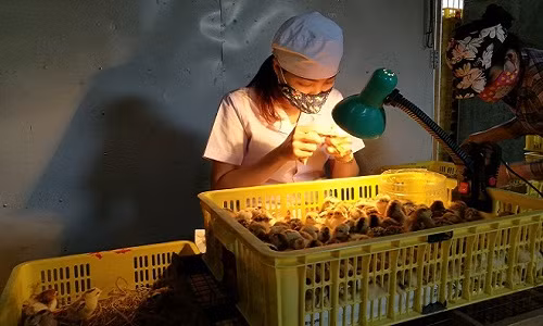 Ngoi nhin hau mon ga, kiem 90 trieu dong/thang