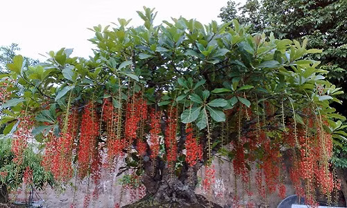 Bi kip trong loc vung cho sum sue hoa, lam canh sieu dep