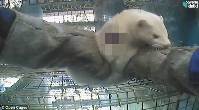 Các con chồn từng ngày phải chịu sự đau đớn về thể xác. Có những con không chịu được đã chết. Nguồn ảnh: Dailymail.