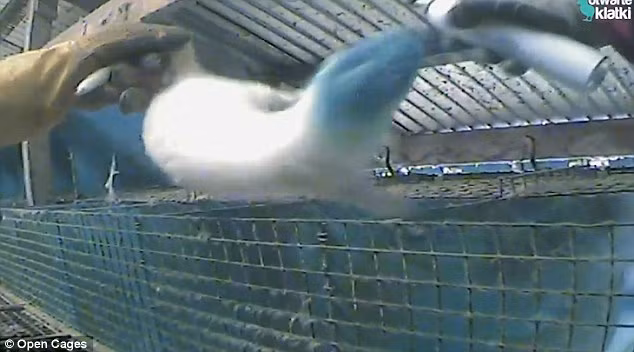 Chúng được nhốt riêng, tách khỏi những con chồn khác.