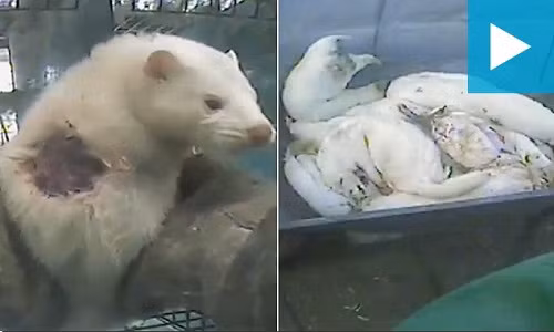 Rung ron canh lot long chon lam ao khoac cho quy ba sanh dieu-Hinh-2