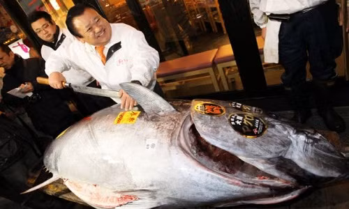 Chủ nhân của con cá này là ông Kiyoshi Kimura, giám đốc chuỗi nhà hàng Sushi nổi tiếng của Nhật. Ảnh: Ông Kiyoshi Kimura trong một lần mua cá ngừ đại dương - Ảnh: Dailymail.