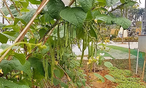 Trong vườn nam ca sĩ có đủ loại cây từ đậu cô ve cho tới cây ớt chỉ thiên sai quả.